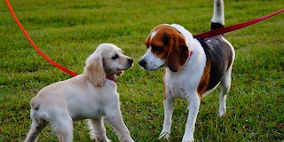 Offer dog walking services as one of your quick fundraising ideas for individuals.